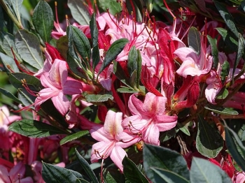 sklep ogrodniczy - Rhododendron viscosum WATERGIRL in.Azalia bagienna C5/40-50cm
