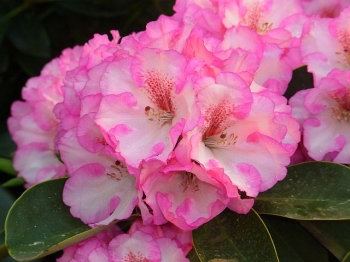 sadzonki - Rhododendron williamsianum ROMIKA Różanecznik Williamsa C5/30-40cm