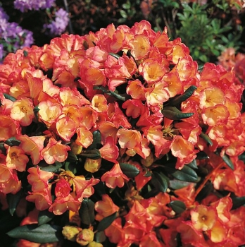 rośliny ozdobne - Rhododendron yakushimanum BARBARELLA Różanecznik C5/30-40cm *K19