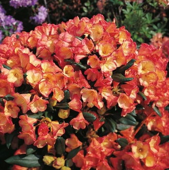 sklep ogrodniczy - Rhododendron yakushimanum BARBARELLA Różanecznik C5/30-40cm *K19