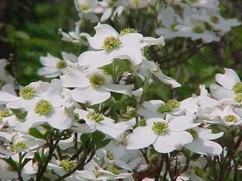 rośliny ozdobne - Dereń kousa odm. chińska Cornus kousa C10/1,2-1,6m *K20