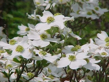 rośliny ogrodowe - Dereń kousa odm. chińska Cornus kousa C10/1,2-1,6m *K20