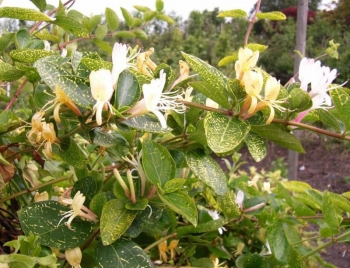 rośliny ogrodowe - Wiciokrzew japoński Aureoreticulata (Lonicera japonica Aureoreticulata) C2