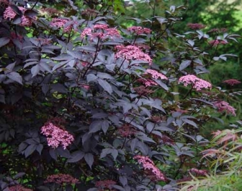 sklep ogrodniczy - Bez czarny BLACK TOWER (Sambucus nigra) C5/60-80cm *23