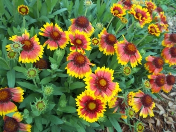 rośliny ozdobne - Gailardia oścista (Gaillardia aristata) - 1 g nasion