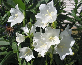 sklep ogrodniczy - Dzwonek brzoskwiniolistny Alba (Campanula persicifolia Alba)