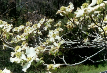 sadzonki - Dereń kwiecisty (Cornus florida) C3/60-80cm *K6