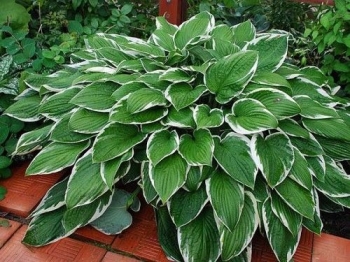 sadzonki - Hosta Francee (Funkia Francee) C2-C3 *K7