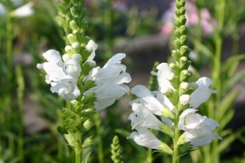 sklep ogrodniczy - Odętka wirginijska Alba (Physostegia virginiana Alba)