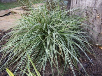 rośliny ogrodowe - Carex oshimensis Everest (Turzyca Everest) /C2 *K18