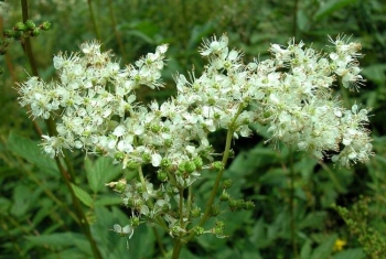 rośliny ogrodowe - Wiązówka błotna (Filipendula ulmaria) P9 *K16