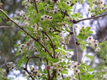 rośliny ozdobne - Akebia pięciolistna Alba (Akebia quinata Alba)
