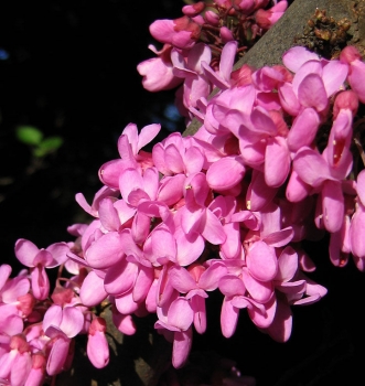 rośliny ozdobne - Judaszowiec kanadyjski Hearts of Gold (Cercis canadensis) C4/1-1,2m *K9