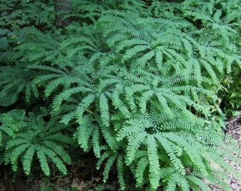 rośliny ozdobne - Adiantum stopowate Imbricatum (Adiantum pedatum)