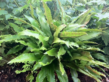 rośliny ozdobne - Języcznik zwyczajny (Phyllitis scolopendrium) /misa C4 *K9