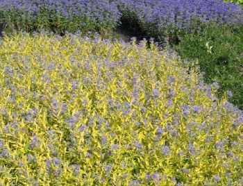 rośliny ogrodowe - Barbula klandońska WORCESTER GOLD (Caryopteris clandonensis) /P15