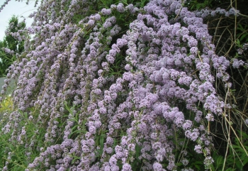 rośliny ogrodowe - Budleja skrętolistna (Buddleja alternifolia) C2/40-60cm