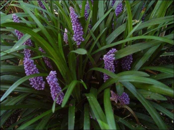 rośliny ogrodowe - Liriope szafirkowata odm. Royal Purple (Liriope muscari var. Royal Purple) /P16 *45T