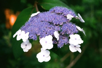 sadzonki - Hortensja kosmata Mauvette (Hydrangea aspera x villosa)