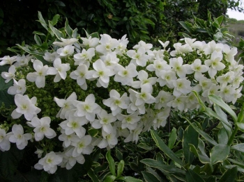 sklep ogrodniczy - Hortensja dębolistna Snow Giant (Hydrangea quercifolia Snow Giant)