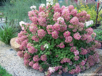 rośliny ogrodowe - Hortensja wiechowata Diamant Rouge (Hydrangea paniculata syn. Rendia) C7,5 *17