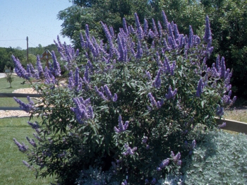 sklep ogrodniczy - Niepokalanek korzenny (Pieprz mnisi, Vitex agnus-castus latifolia) C3/20-30cm *T21