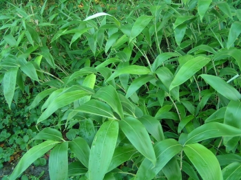 sadzonki - Bambus ogrodowy Sasa (Bamboo Sasa kurilensis)