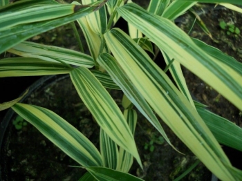 sadzonki - Bambus ogrodowy Albostriata (Bamboo Sasaella glabra Albostriata)