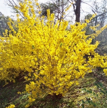 rośliny ogrodowe - Forsycja Golden Times Forsythia intermedia P15/40-50cm *20K