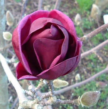 rośliny ogrodowe - Magnolia soulangeana Genie C5/60-80cm *K12