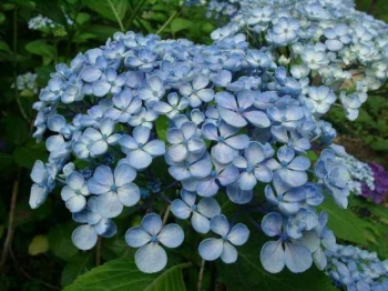 rośliny ogrodowe - Hortensja ogrodowa Ayesha (Hydrangea macrophylla) /C2 *K13