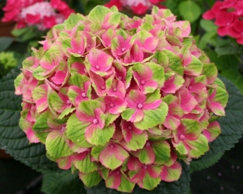 sklep ogrodniczy - Hortensja ogrodowa Magical Amethyst (Hydrangea macrophylla)