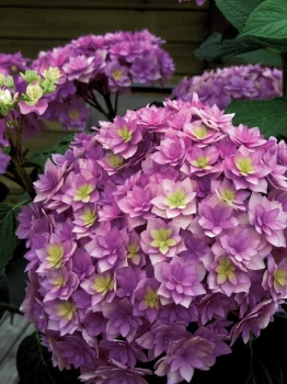 rośliny ozdobne - Hortensja ogrodowa Expression (Hydrangea macrophylla Expression Youmesix)