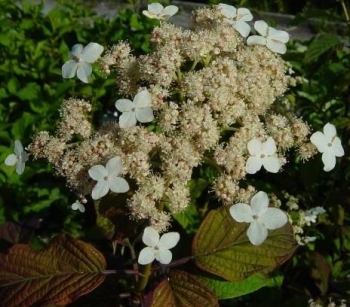 sklep ogrodniczy - Hortensja miękkowłosa Nepal Beauty (Hydrangea heteromalla Nepal Beauty)