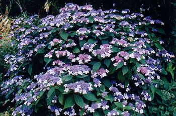 rośliny ogrodowe - Hortensja kosmata The Ditch (Hydrangea aspera) /C2