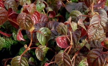 sadzonki - Pnąca Hortensja odmienna Winter Surprise (Hydrangea anomala)