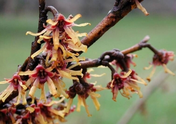 rośliny ogrodowe - Płaczący Oczar wiosenny PENDULA (Hamamelis vernalis Pendula) C10/1,2m