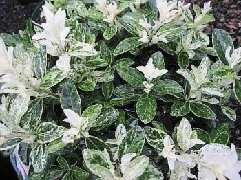 sklep ogrodniczy - Trzmielina japońska Pierrolino (Euonymus japonicus Pierrolino)