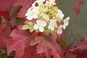 sadzonki - Hortensja dębolistna Burgundy (Hydrangea quercifolia) C3/20-30cm *K14