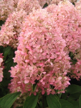 sadzonki - Hortensja wiechowata Magical Candle Bokraflame (Hydrangea paniculata)C7,5