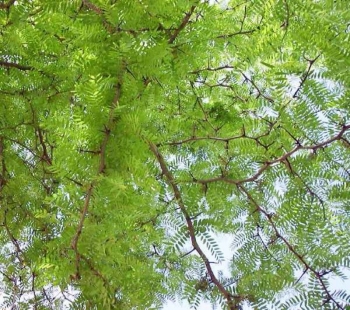 rośliny ozdobne - Glediczja trójcierniowa (Gleditsia triacanthos) C3/80-120cm *22K