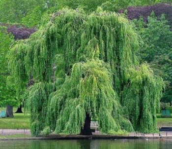sklep ogrodniczy - Wierzba biała płacząca (Salix alba) C5/1m