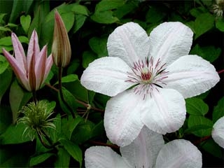rośliny ozdobne - Powojnik wielkokwiatowy Jan Paweł II Clematis /C2 *T8
