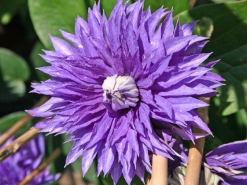 rośliny ogrodowe - Powojnik wielkokwiatowy Multi Blue (Clematis Multi Blue) C1 *T29