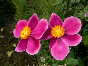 rośliny ozdobne - Zawilec japoński PRAECOX (Anemone hupehensis) /C1,5