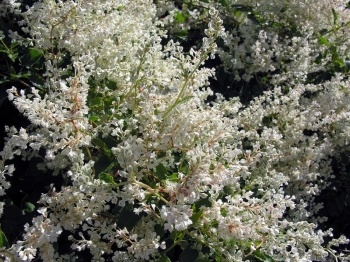 Fallopia aubertii cena