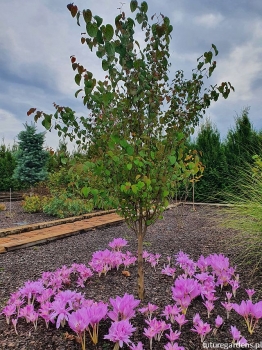 sadzonki - Grujecznik japoński  Cercidyphyllum japonicum C3(C5)/120-150cm *TL