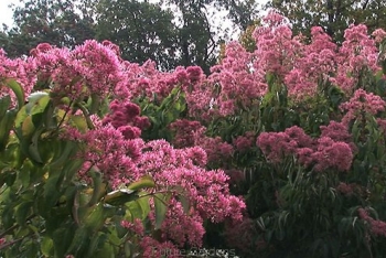 rośliny ozdobne - Heptakodium chińskie (Heptacodium miconioides) C2/80cm *K13