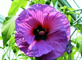 sadzonki - Hibiskus bylinowy XXL (Ketmia Newbiscus Hibiscus x moscheutos) poj. c1