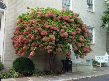 rośliny ozdobne - Hortensja bukietowa Pink Diamond (Hydrangea paniculata Pink Diamond) /C3